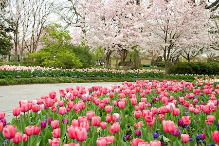 Dallas Blooms featuring the Great Contributors