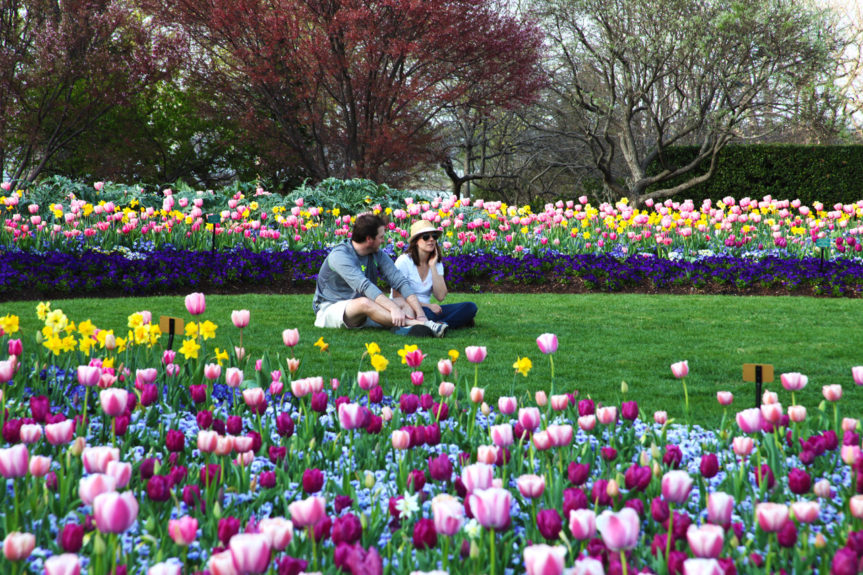 Dallas Blooms: A Picture’s Worth a Thousand Words